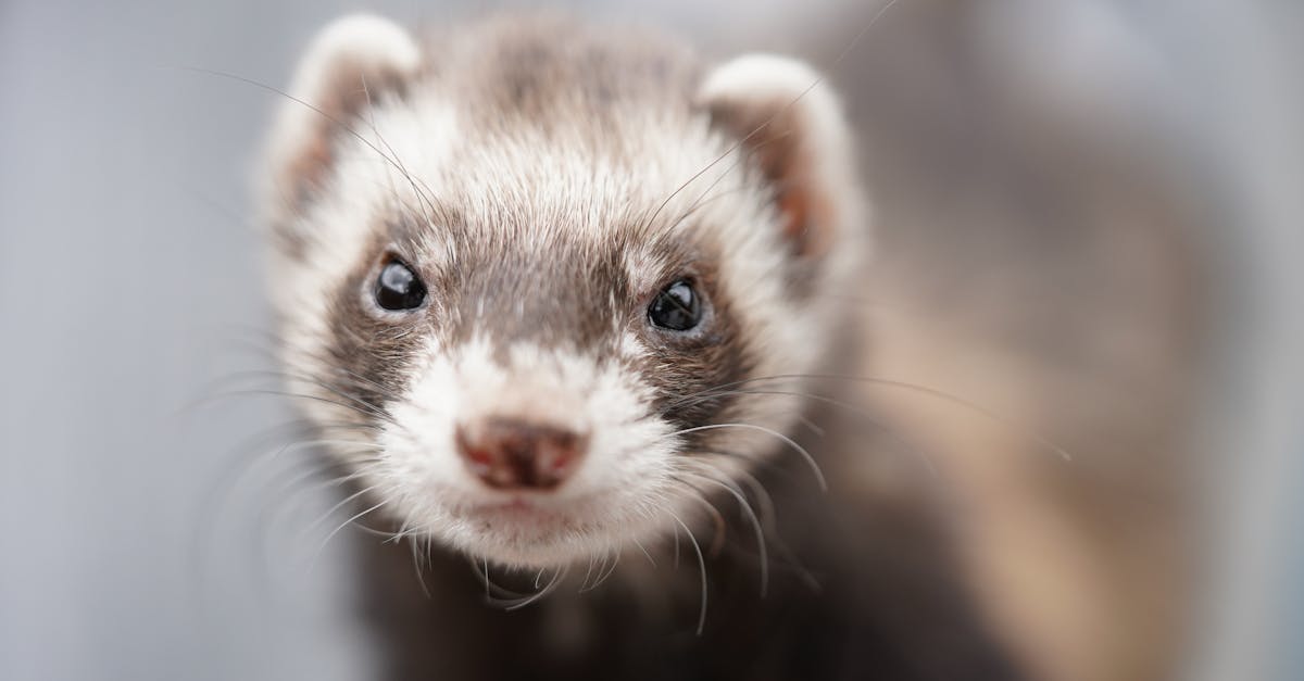 découvrez tout sur le furet, cet animal de compagnie espiègle et affectueux. apprenez à le soigner, à l'éduquer et à comprendre son comportement unique. que vous soyez un futur propriétaire ou simplement curieux, plongez dans l'univers fascinant des furets.