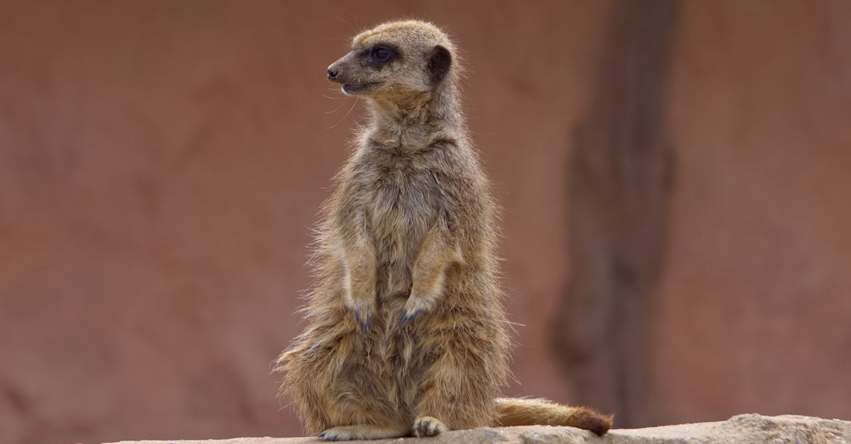 découvrez tout sur les furets, ces compagnons espiègles et affectueux. apprenez à les élever, à les nourrir et à les comprendre pour leur offrir une vie épanouie.