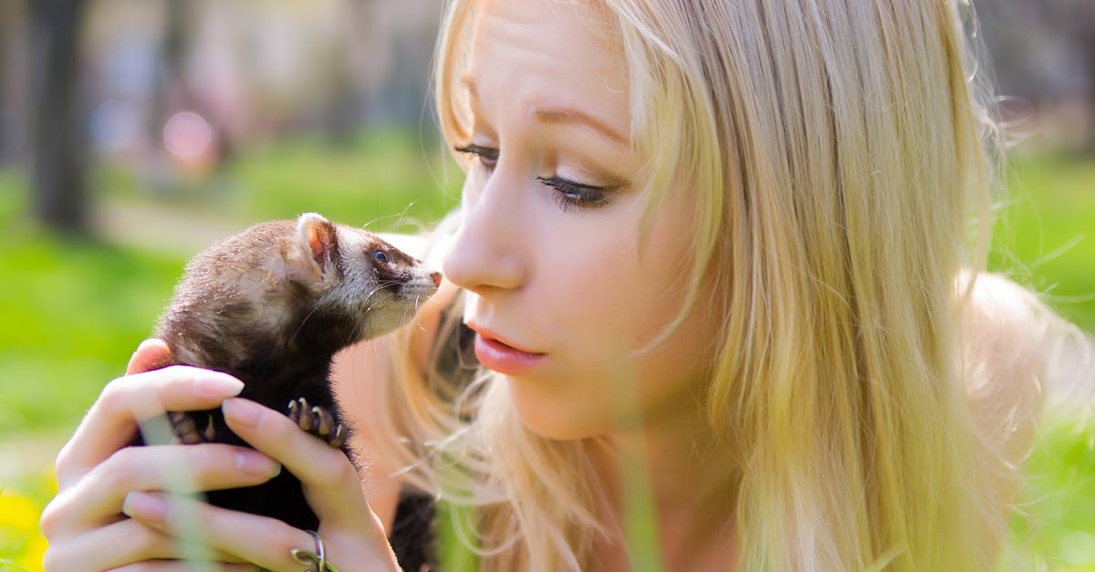 découvrez l'univers fascinant des furets, ces petits animaux de compagnie curieux et affectueux. apprenez tout sur leur comportement, leur habitat et les soins nécessaires pour en faire un compagnon heureux et en bonne santé.